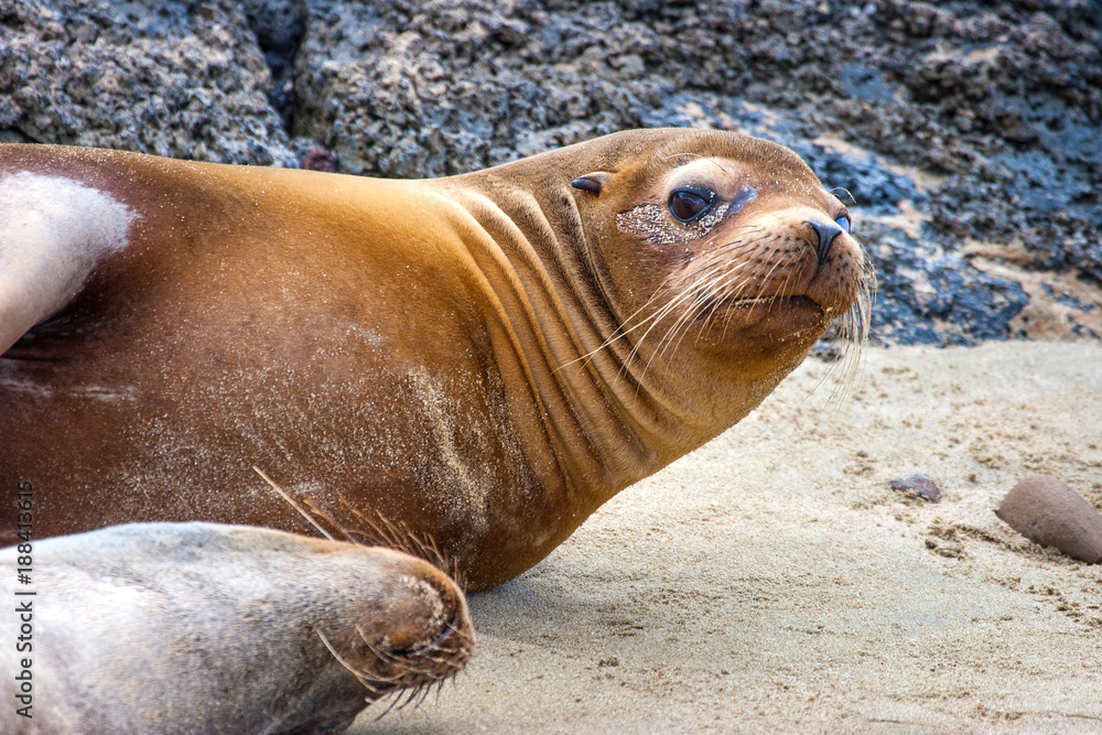 Fototapeta premium Seal on the beach. The beach of the Galapagos Islands. Sand beach. Ecuador. Santa Cruz Island
