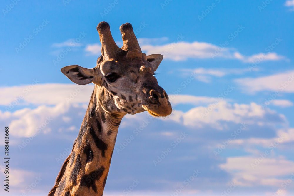 Africa. Kenya. Giraffe looks at the camera. Giraffe on a background of blue sky. Giraffe in the background of clouds. Preserve in Kenya. Animals of Africa. Africa. Kenya. Giraffe looks at the camera. Giraffe on a background of blue sky. Giraffe in the background of clouds. Preserve in Kenya. Animals of Africa.