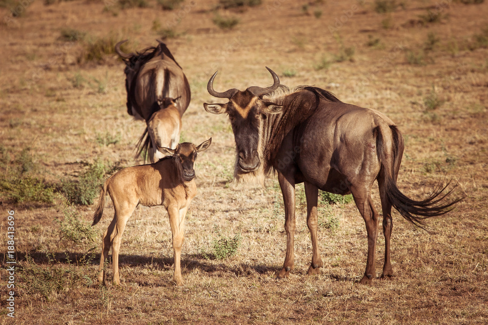 Africa. Kenya. A herd of wildebeest. Antelope Gnu looks at the camera. Hatchling antelopes. Preserve in Kenya. Animals of Africa. Africa. Kenya. A herd of wildebeest. Antelope Gnu looks at the camera. Hatchling antelopes. Preserve in Kenya. Animals of Africa.