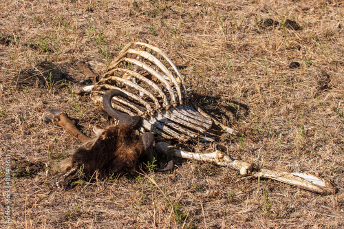 Africa. Kenya. Remains of an animal. The dead cattle. Dead animals. Preserve in Kenya. Animals of Africa.