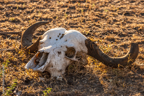 Africa. Kenya. Skull with horns. African buffalo. The skull of a buffalo. Preserve in Kenya. Animals of Africa.