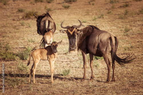 Africa. Kenya. A herd of wildebeest. Antelope Gnu looks at the camera. Hatchling antelopes. Preserve in Kenya. Animals of Africa. © Grispb