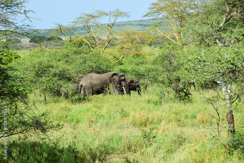 Fototapeta premium African elephants, Tanzania