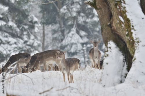 herd of Fallow deer watching in the white snowy forest in the winter