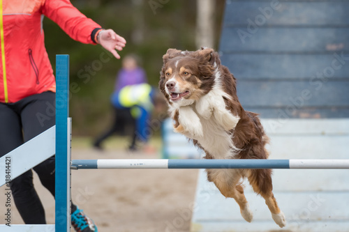 Australian shepherd jumps over an agility hurdle in agility competition photo