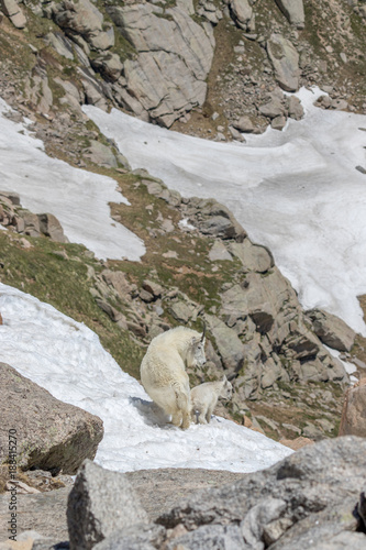 Mountain Goat Nanny and Kid