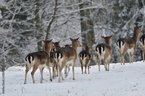 herd of Fallow deer watching in the forest in the winter 