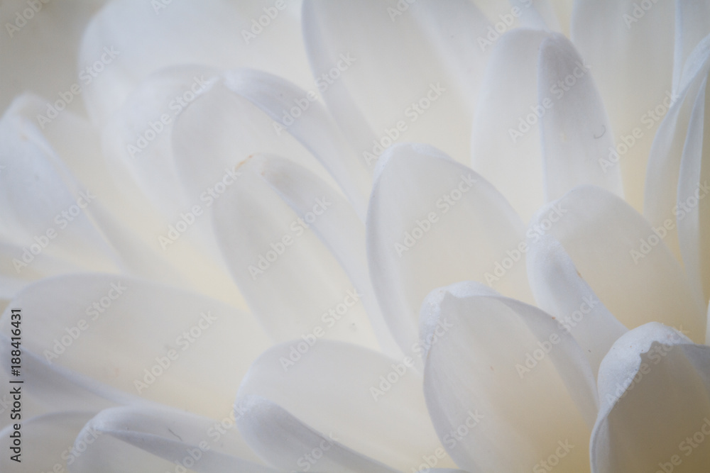 Obraz premium Soft closeup of white Chrysant flower petals with blue tint