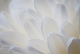 Soft closeup of white Chrysant flower petals with blue tint