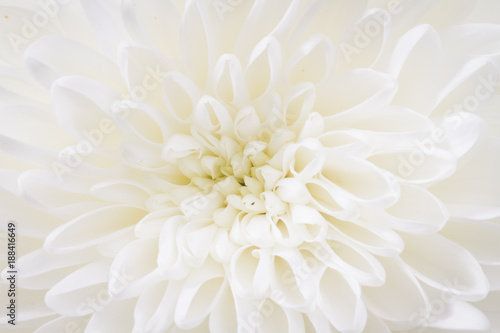 centered closeup of white Chrysant flower