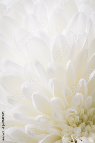 light closeup of white Chrysant flower with center on the bottom right corner © Eetu