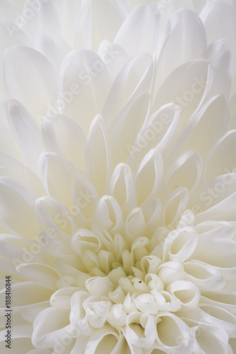 light closeup of white Chrysant flower with center on the bottom