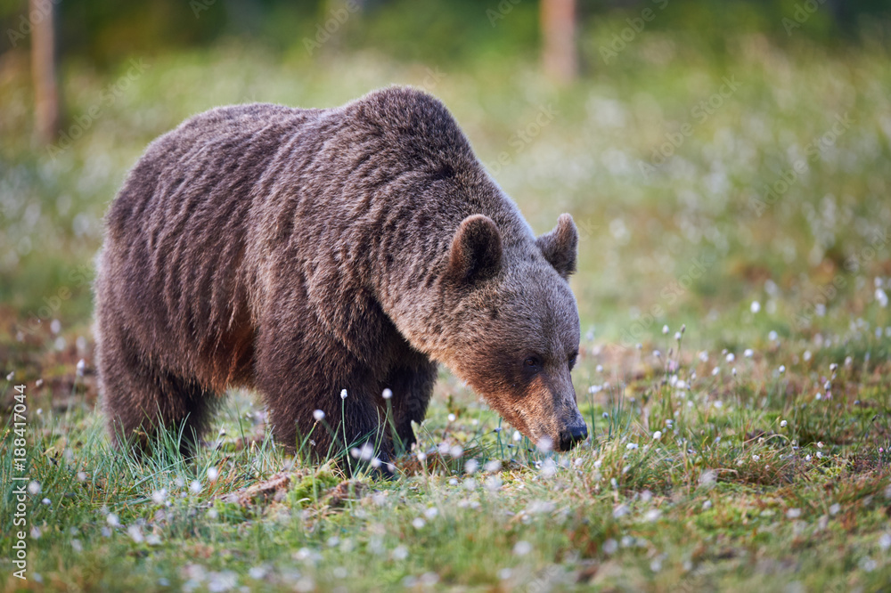 Wild brown bear, Ursus arctos