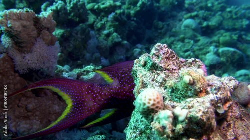 Lyretail Grouper Variola louti slowly swims on the background of a coral reef, then leaves the frame. Red Sea Egypt photo