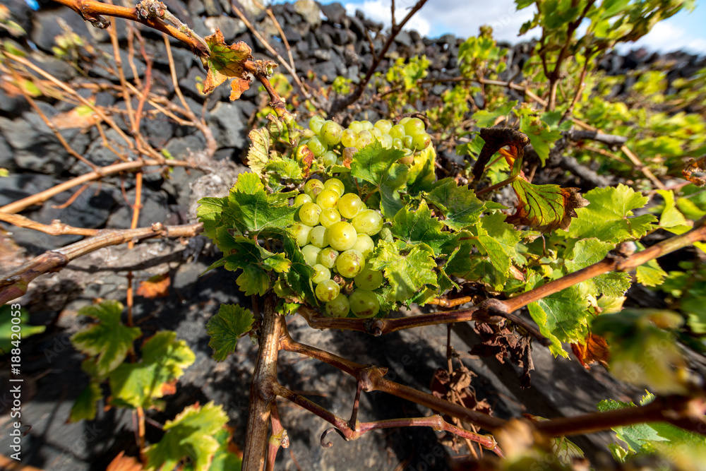 Lanzarote vineyards build on lava, La Geria wine region, malvasia grape vine in winter Lanzarote vineyards build on lava, La Geria wine region, malvasia grape vine in winter