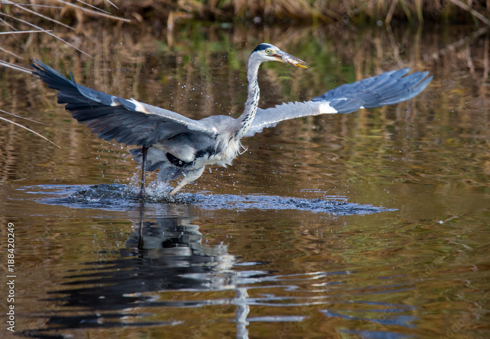 Graureiher mit Fisch im Abflug Graureiher mit Fisch im Abflug