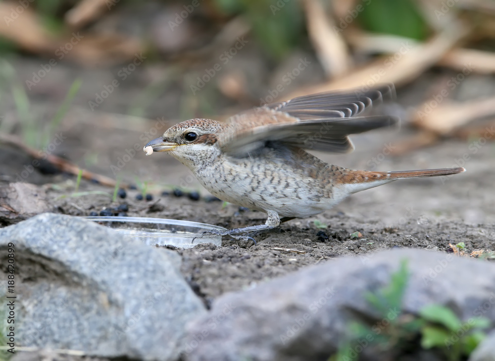 Close-up photo Female red backed shrike sitting on the ground and holding a fly in the beak Close-up photo Female red backed shrike sitting on the ground and holding a fly in the beak