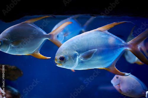 Tableau sur toile Pompano fish in marine aquarium