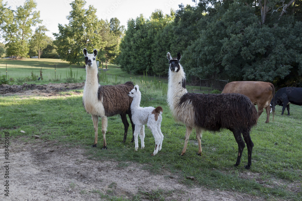Fototapeta premium Llamas on Alabama farm