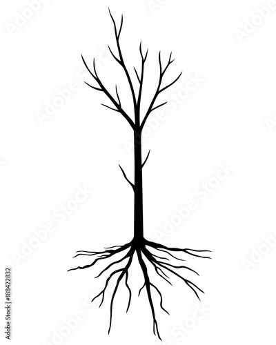 Silhouette young tree without leaves