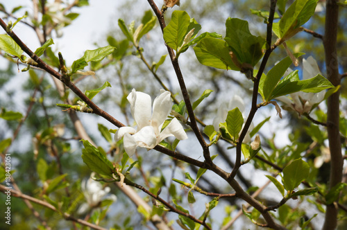 Magnolia kobus white flower with green foliage