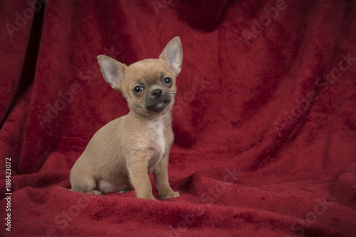 Cute chihuahua puppy dog sitting on a burgundy red velvet blanket