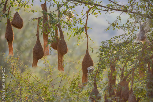 Obraz na płótnie Baya weaver or Ploceus philippinus nesting colony