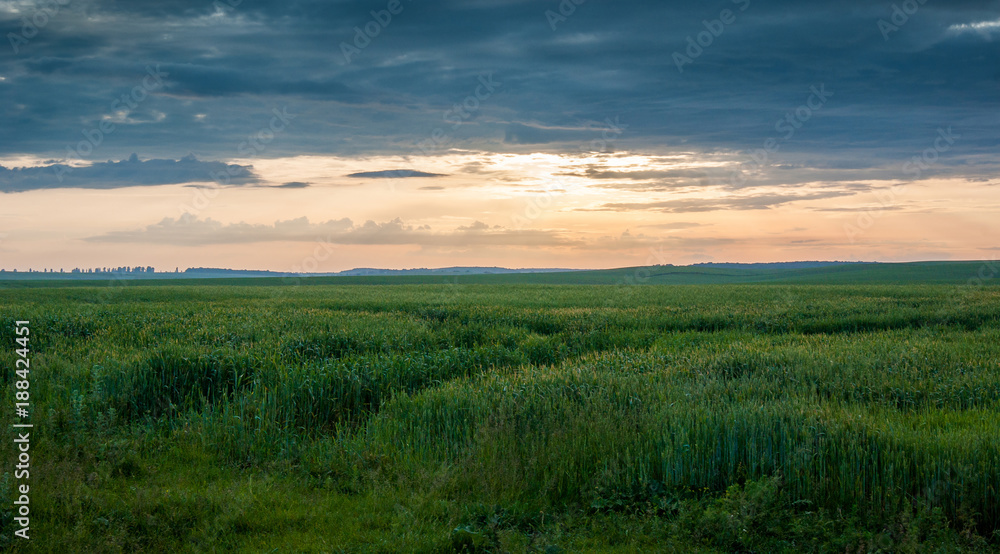 field with green vegetation against the sunset, a quiet summer evening