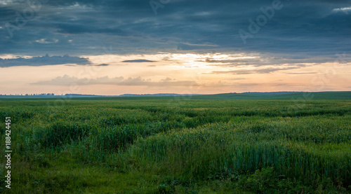 field with green vegetation against the sunset, a quiet summer evening