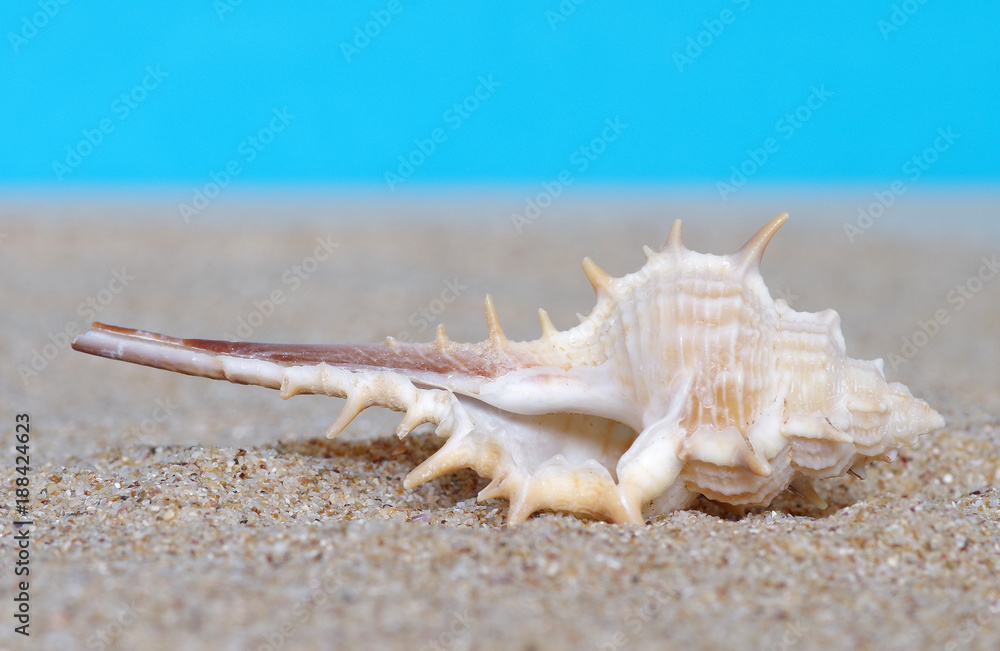 Sea shells in sand Sea shells in sand