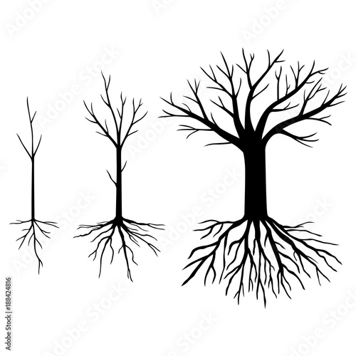 Set silhouettes trees without leaves