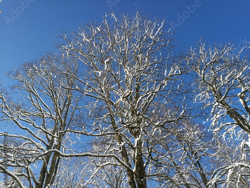 Schneebedeckte Baumwipfel vor strahlend blauem Himmel an der Talstation der Laber-Bergbahn zum Gipfel des Laber in Oberammergau bei Garmisch-Partenkirchen im Winter in Oberbayern