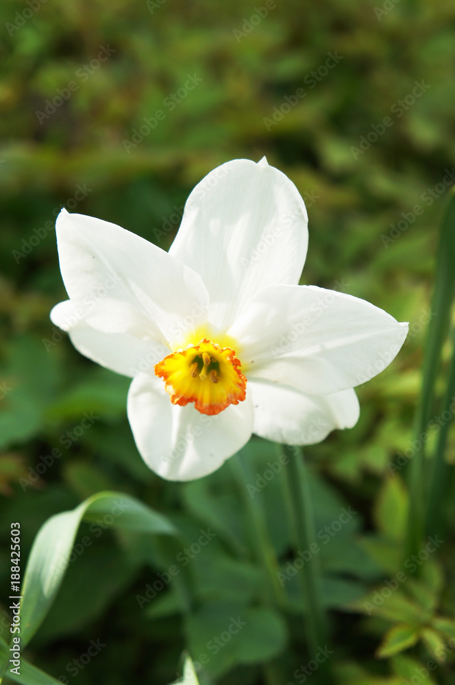 Narcissus flower head with green background vertical Narcissus flower head with green background vertical