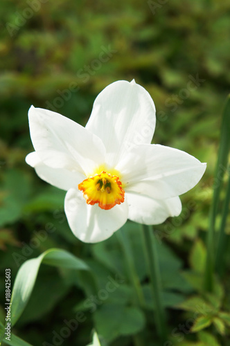 Fototapeta Naklejka Na Ścianę i Meble -  Narcissus flower head with green background vertical