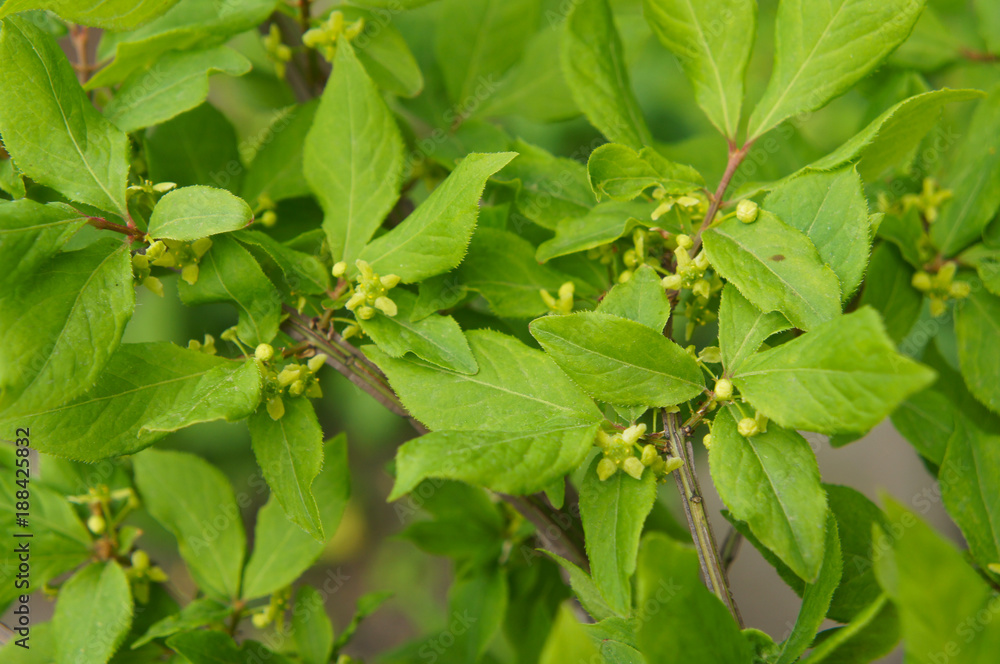Obraz premium Euonymus sacrosancta koidf or fusoria or fusanum or ananbeam green foliage background