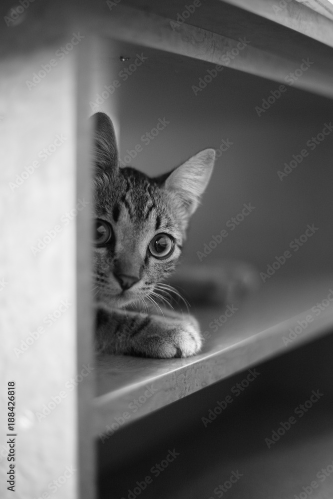 A small cat sits in a furniture shelf and looks with wide open eyes