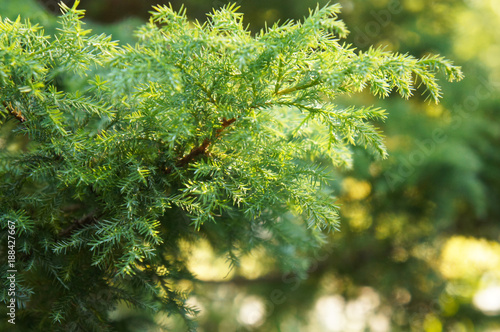 Green branch of juniperus virginiana or red cedar or eastern redcedar or virginian juniper or  eastern juniper or pencil cedar or and aromatic cedar in sunlight photo