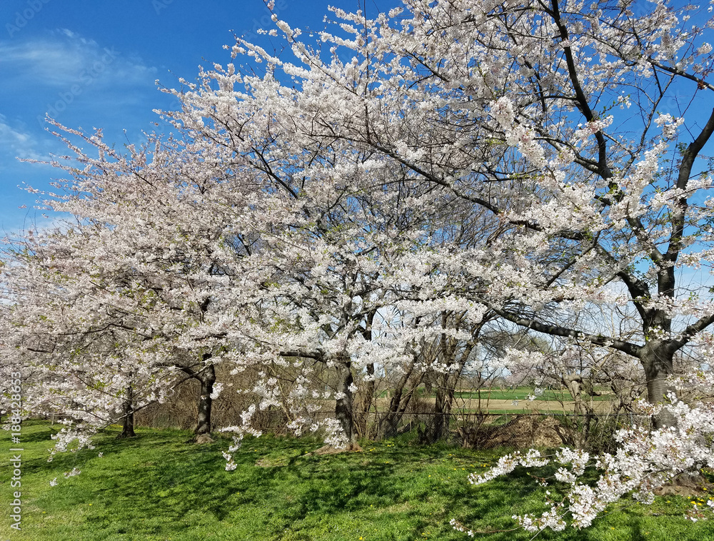 Blooming cherry trees in spring Blooming cherry trees in spring