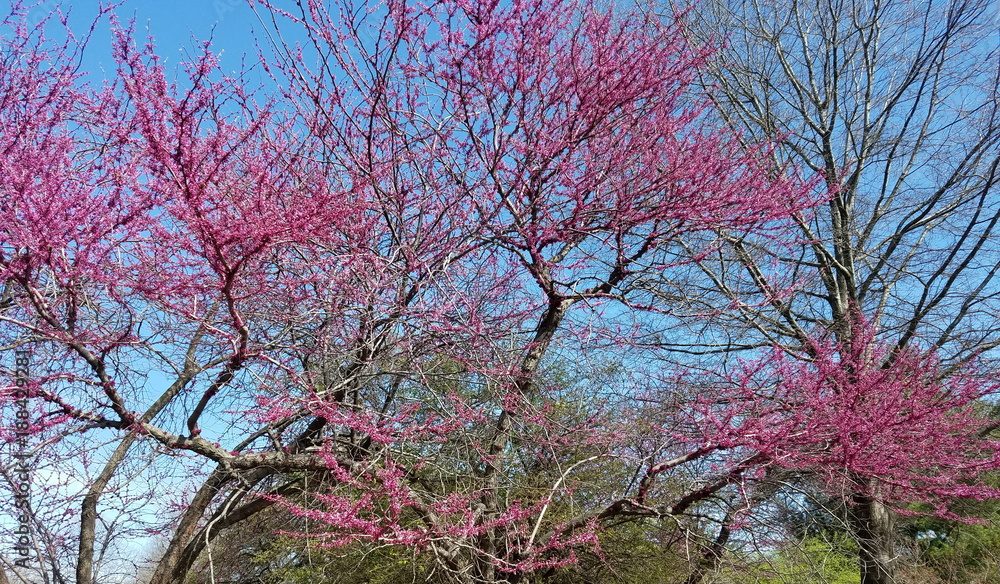Blooming pink flower trees in spring Blooming pink flower trees in spring