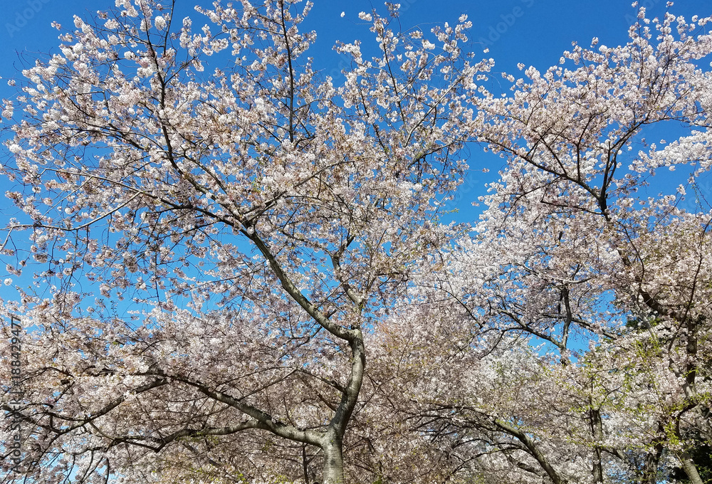 Blooming cherry trees in spring against a blue sky. Blooming cherry trees in spring against a blue sky.