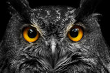 Black and white portrait owl with big yellow eyes
