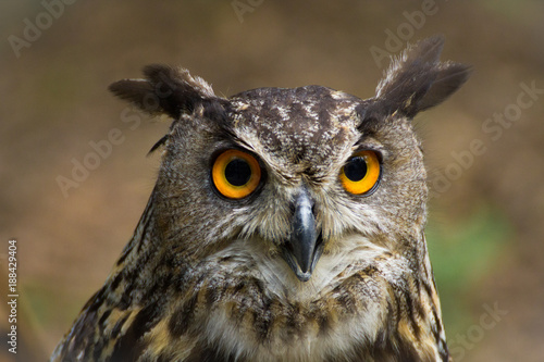 Simply portrait owl, bubo bubo