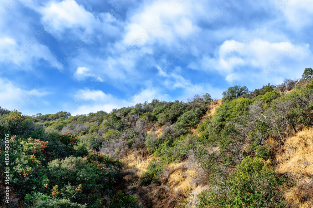 White clouds touch the top of forest ridge