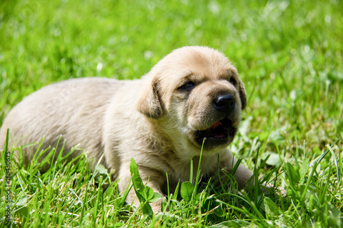 golden puppies  spring nature  still born