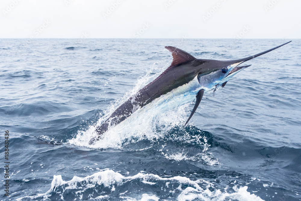 Fototapeta premium Blue Marlin jumping