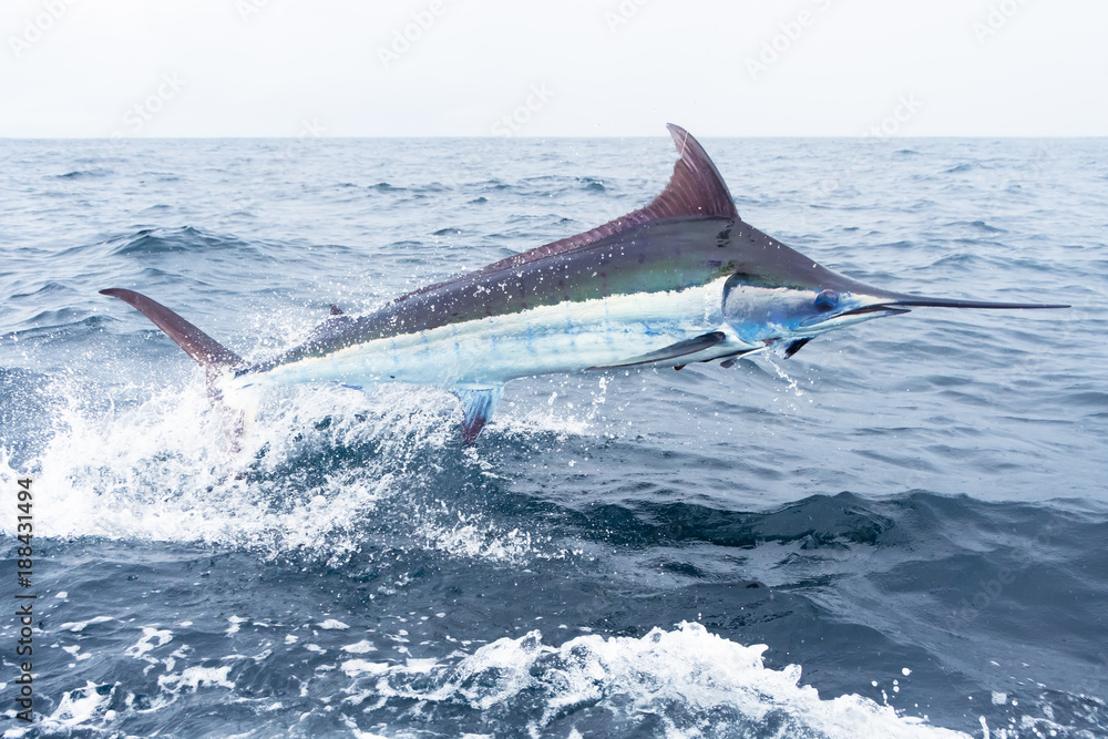 Fototapeta premium Blue Marlin jumping