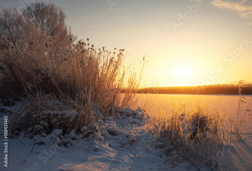 Fototapeta Naklejka Na Ścianę i Meble -  Beautiful winter landscape. The branches of the trees are covered with hoarfrost. Foggy morning sunrise. Colorful evening, bright sunshine over a river or lake.