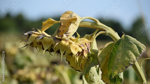 Helianthus annuus Jednogodišnji suncokret Sunflower video Girasole Sonnenblume  photo