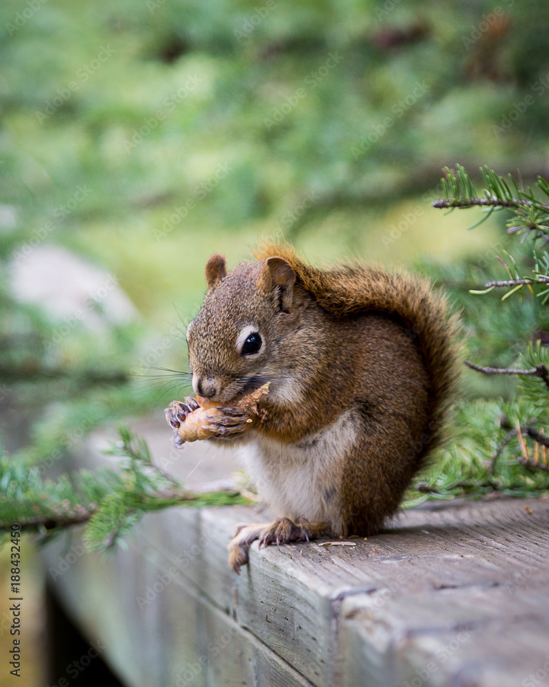 Squirrel Eats a Snack Squirrel Eats a Snack