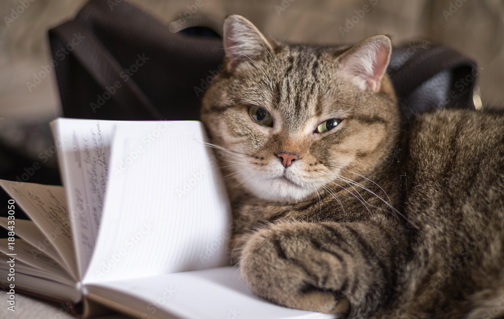 The cat is lying with an open diary. Selective focus.